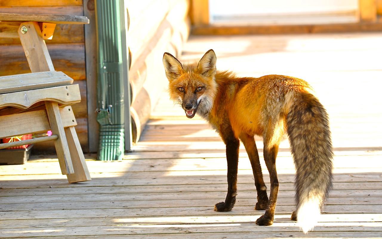 Le Bivouac - Les Chalets Spa Canada La Malbaie Bagian luar foto